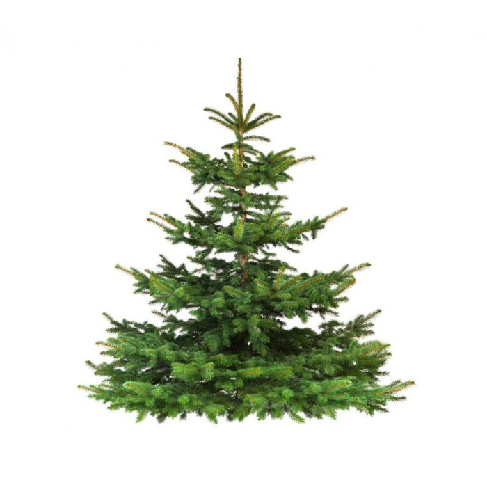 Nordmann Kerstboom A-keuze 150 - 200 cm