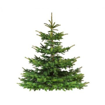 Nordmann Kerstboom A-keuze 175 - 225 cm