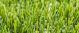 Kunstgras 2 meter breed x 25 meter lengte. 