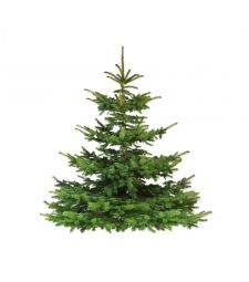 Nordmann Christmas tree A-select 175 - 225 cm Easy fix