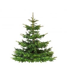 Nordmann Kerstboom A-keuze 200 - 250 cm Gezaagd (zonder kluit)