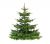 Nordmann Kerstboom A-keuze 300 - 350 cm Gezaagd (zonder kluit)
