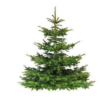Nordmann Kerstboom A-keuze 175 - 225 cm